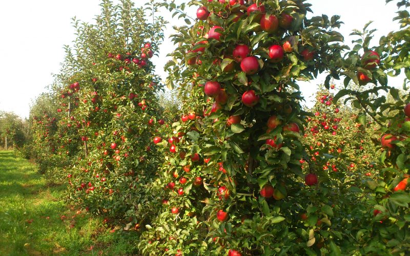 Profesor Makosz o wpływie embarga na eksport polskich jabłek