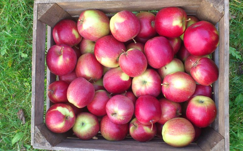 Polskie jabłka w USA już w 2015 roku?