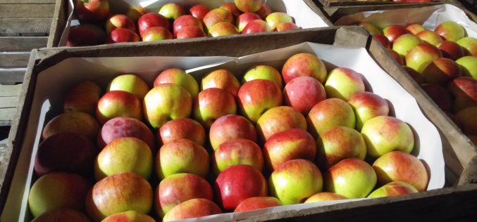 Świeże jabłka trafią do Wietnamu