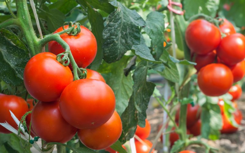 Hydroponiczna czy aeroponiczna uprawa pomidorów?