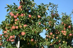 Ograniczanie dostaw jabłek przemysłowych zaleceniem Związku Sadowników RP