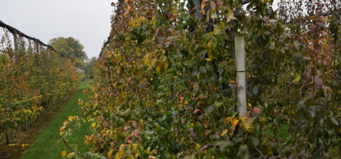 Wapnowanie gleby w sadzie – ważny zabieg jesienny