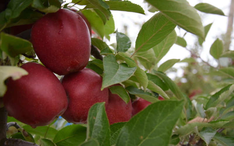 Polska króluje na rynku jabłek w UE