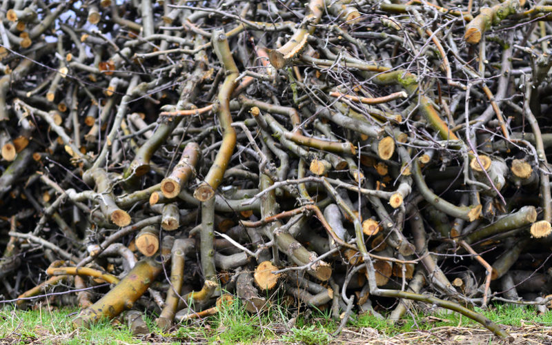 Drewno z sadów – bezużyteczny odpad czy cenny surowiec?