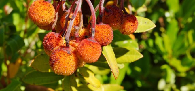 Arbutus Unedo L. – drzewo truskawkowe dla polskich ogrodników?