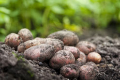 Wyposażenie nowoczesnej przechowalni ziemniaków