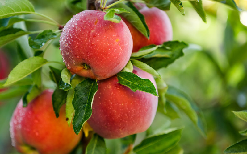 W jakich barwach maluje się przyszłość polskich jabłek?