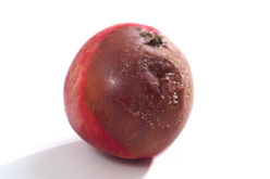 Jak zwalczać choroby przechowalnicze jabłek?