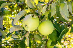 ‘Mutsu’ i ‘Akane’ – japońskie odmiany jabłoni zyskują coraz większą popularność