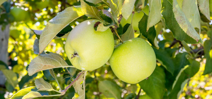‘Mutsu’ i ‘Akane’ – japońskie odmiany jabłoni zyskują coraz większą popularność