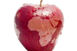 Rośnie eksport jabłek poza granice UE?