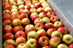 Spadły ceny jabłek przemysłowych