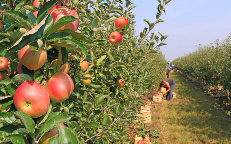 Odmiany jabłoni polecane do ekosadu