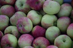 Tegoroczne zbiory jabłek będą o 30-35% niższe niż w 2016 r.?