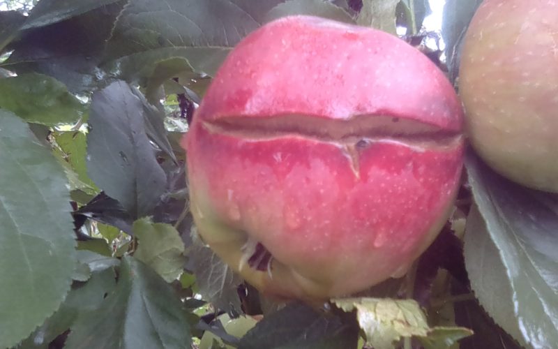 Straty jakościowe w sadach jabłoniowych