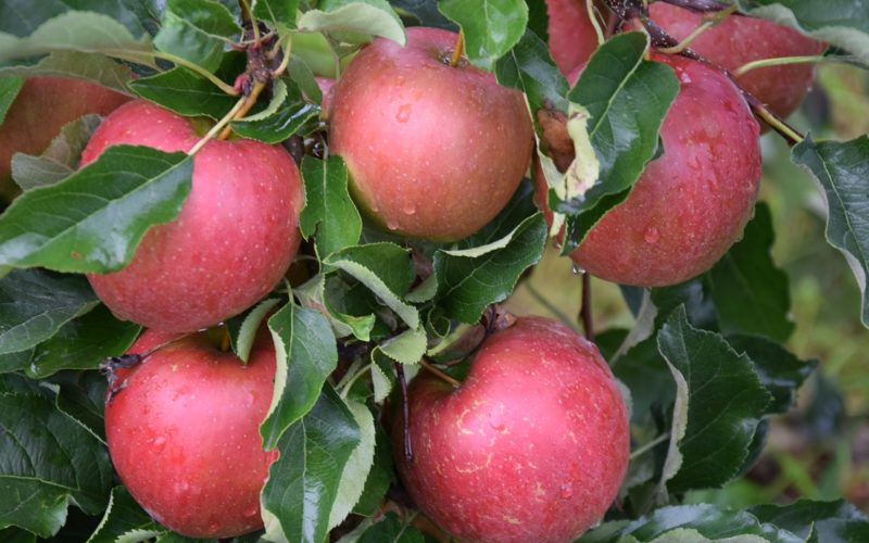 Spadki cen na rynku jabłek