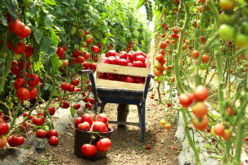 Choroby bakteryjne w uprawie pomidora – lekceważyć czy zapobiegać?