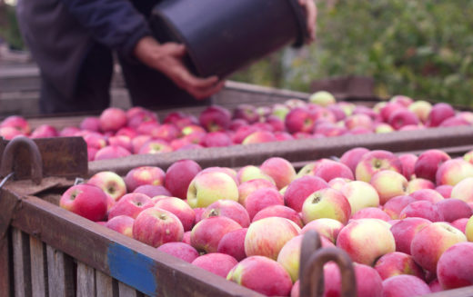 Czy najbliższe dni przyniosą poprawę sytuacji na rynku jabłek?