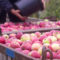 Czy najbliższe dni przyniosą poprawę sytuacji na rynku jabłek?