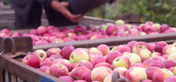 ARiMR ogłosiła współczynnik przydziału na wycofanie owoców z rynku