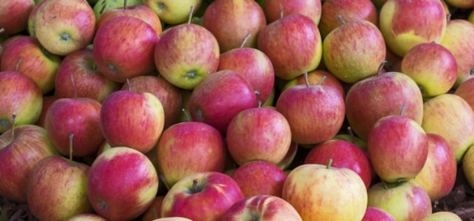 Jak kształtują się ceny gruszek i jabłek przemysłowych?