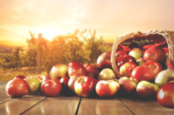 Spadek cen jabłek deserowych