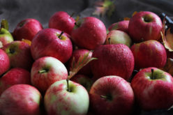 Kolejny tydzień wzrostu cen jabłek