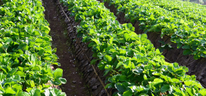 Jak powinna wyglądać dobra ochrona plantacji truskawek?