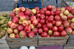 Optymistyczne nastroje na rynku jabłek