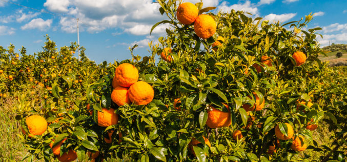 Mniejsza, światowa produkcja soku pomarańczowego