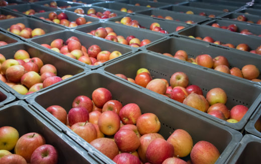 Utrzymuje się bardzo trudna sytuacja na rynku jabłek przemysłowych