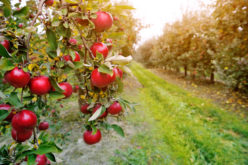 Rozpoczął się trudny sezon na rynku jabłek