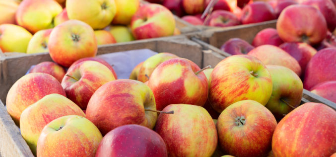 Ceny jabłek do przetwórstwa sięgają najniższych z możliwych poziomów