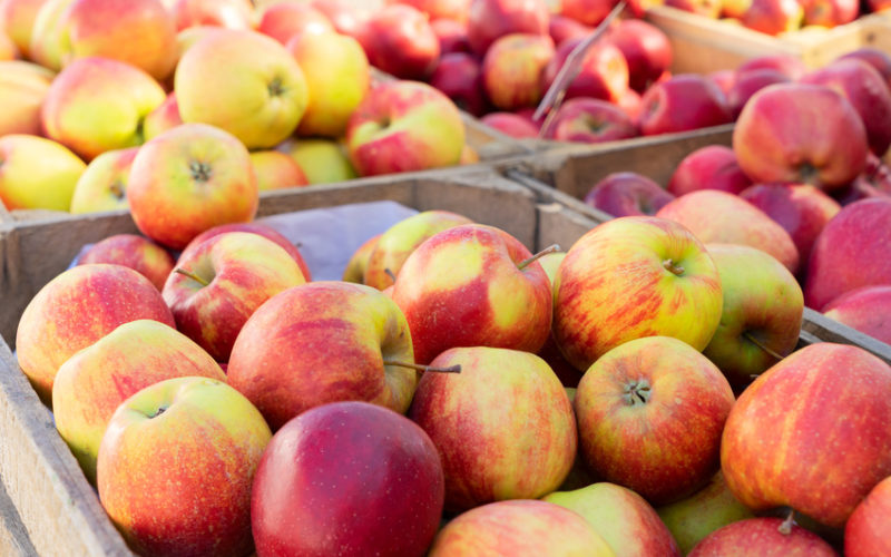 Ceny jabłek do przetwórstwa sięgają najniższych z możliwych poziomów